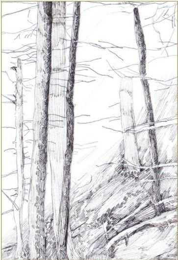怎么画森林简笔画，森林简笔画超简单（适合零基础学习的绘画教程）