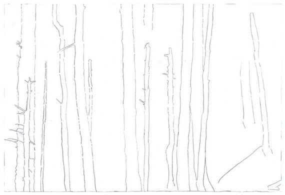 怎么画森林简笔画，森林简笔画超简单（适合零基础学习的绘画教程）